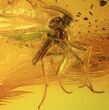 Fossil Fly (Diptera) & Spider (Aranea) In Baltic Amber #58117-3